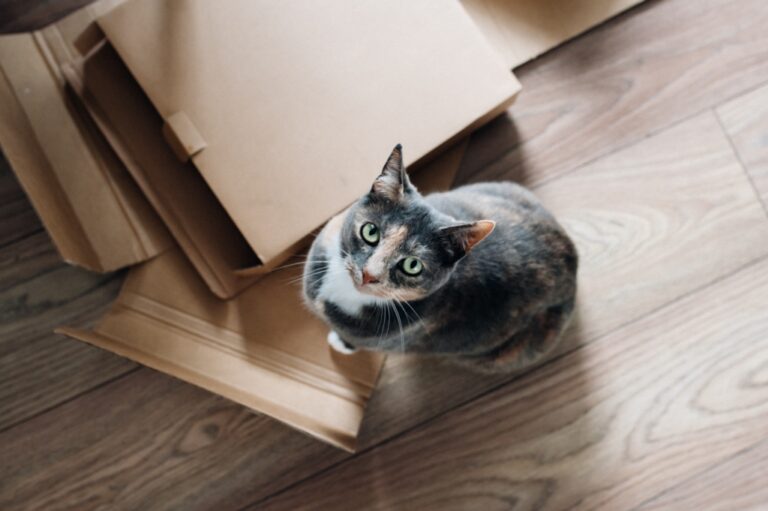The best way to move house in Amsterdam is to do it yourself